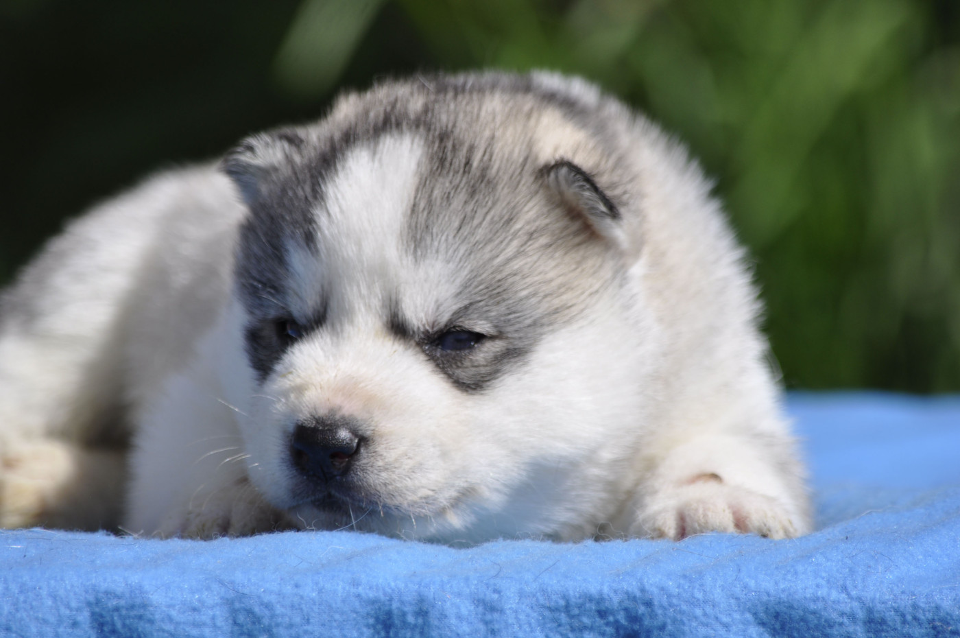 Angel Inside's - Chiots disponibles - Siberian Husky
