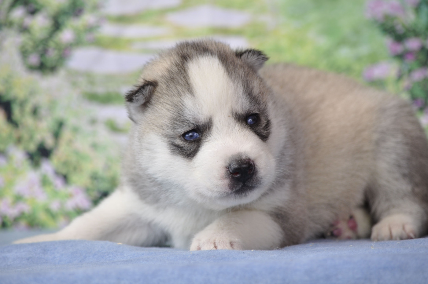Angel Inside's - Chiots disponibles - Siberian Husky