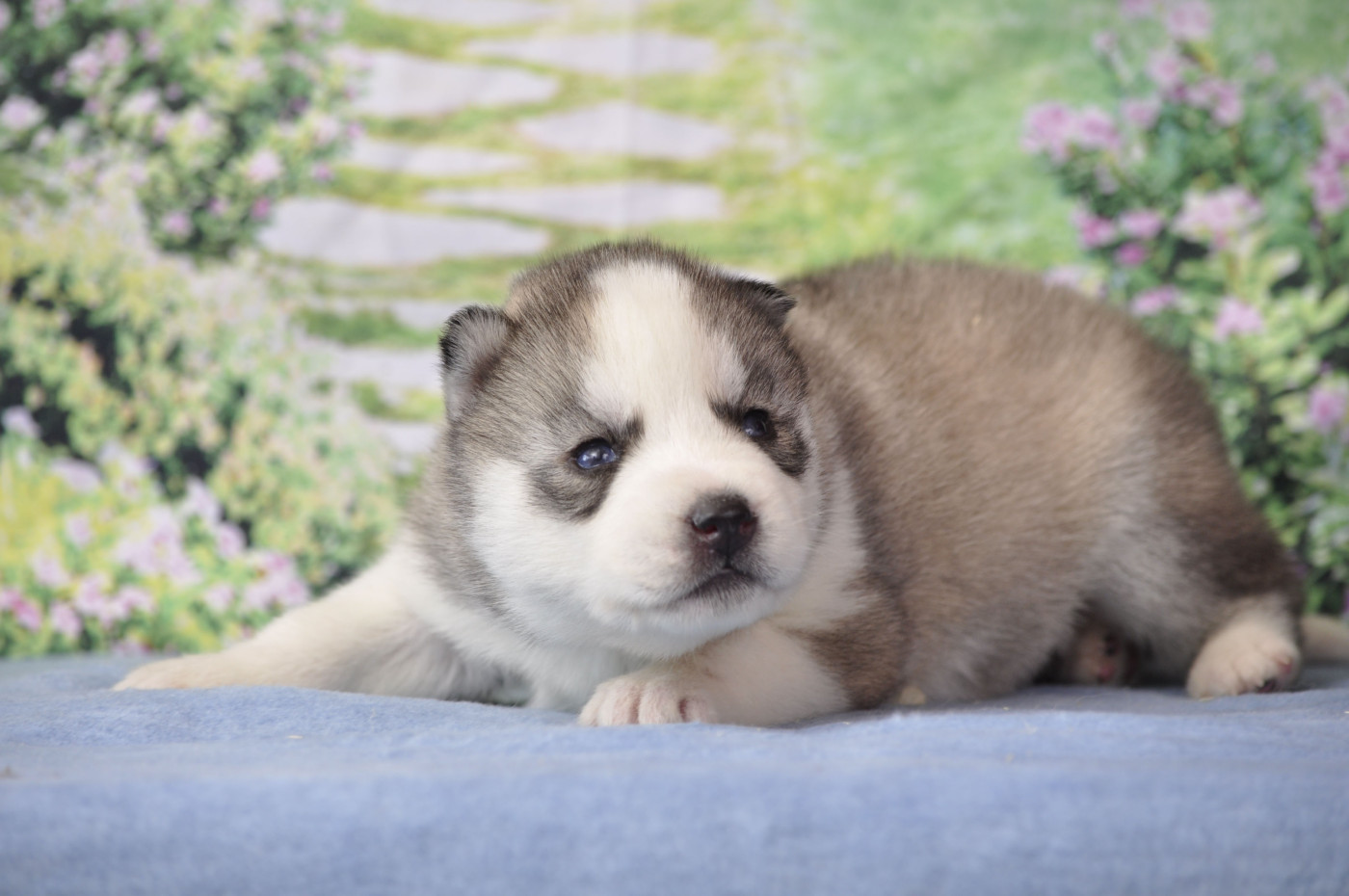 Angel Inside's - Chiots disponibles - Siberian Husky
