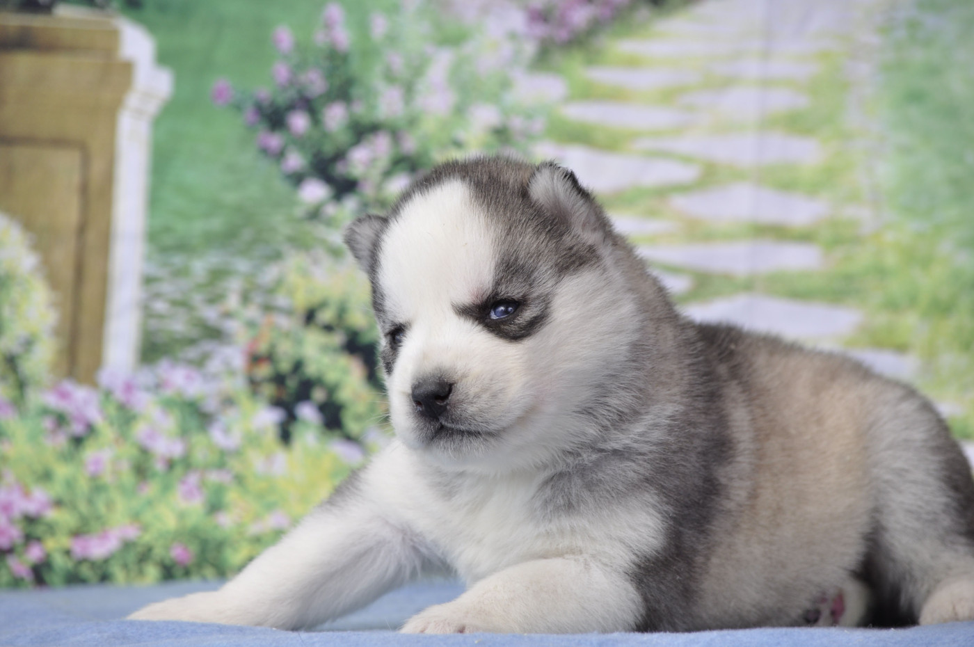 Angel Inside's - Chiots disponibles - Siberian Husky