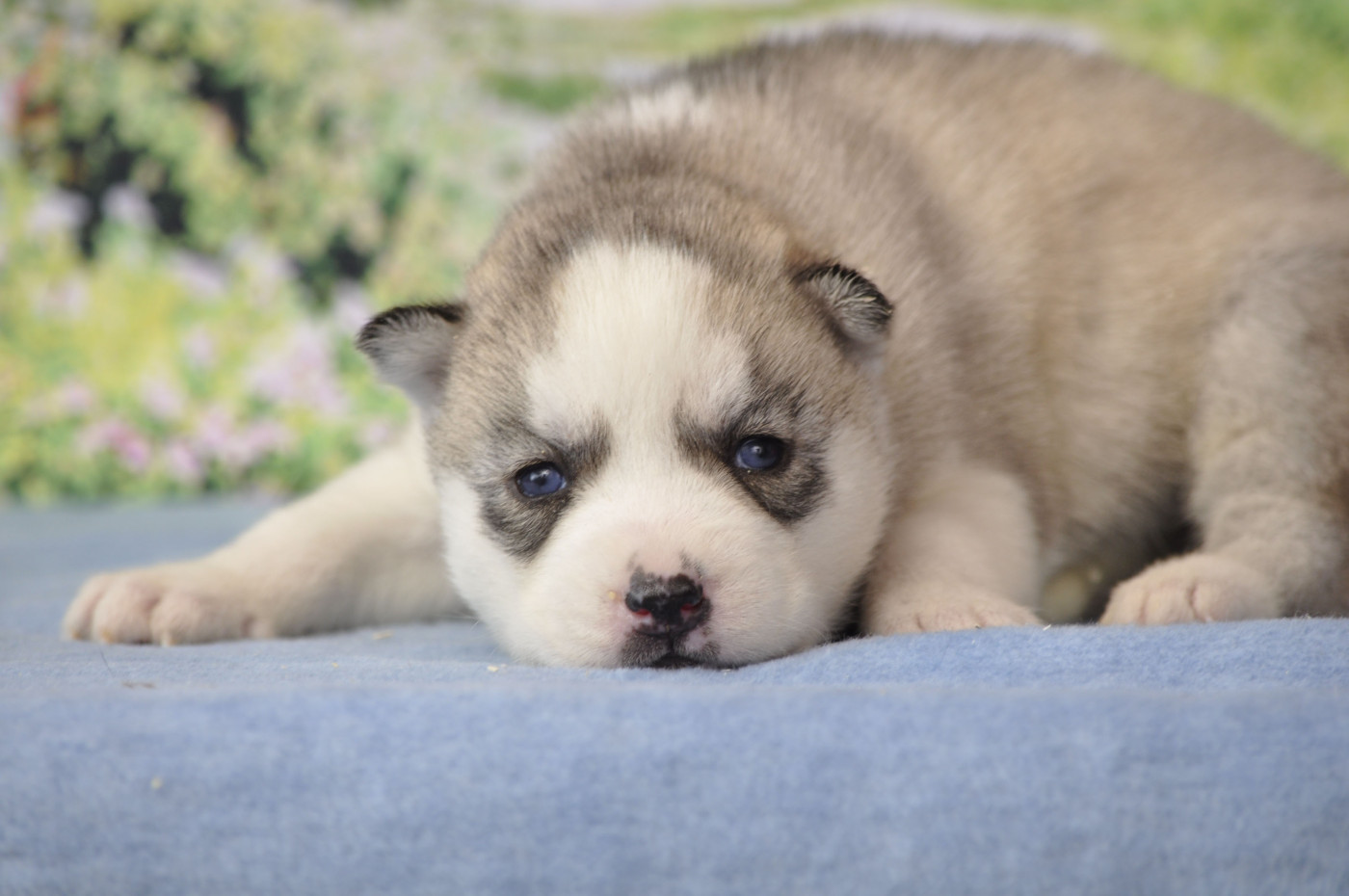 Angel Inside's - Chiots disponibles - Siberian Husky