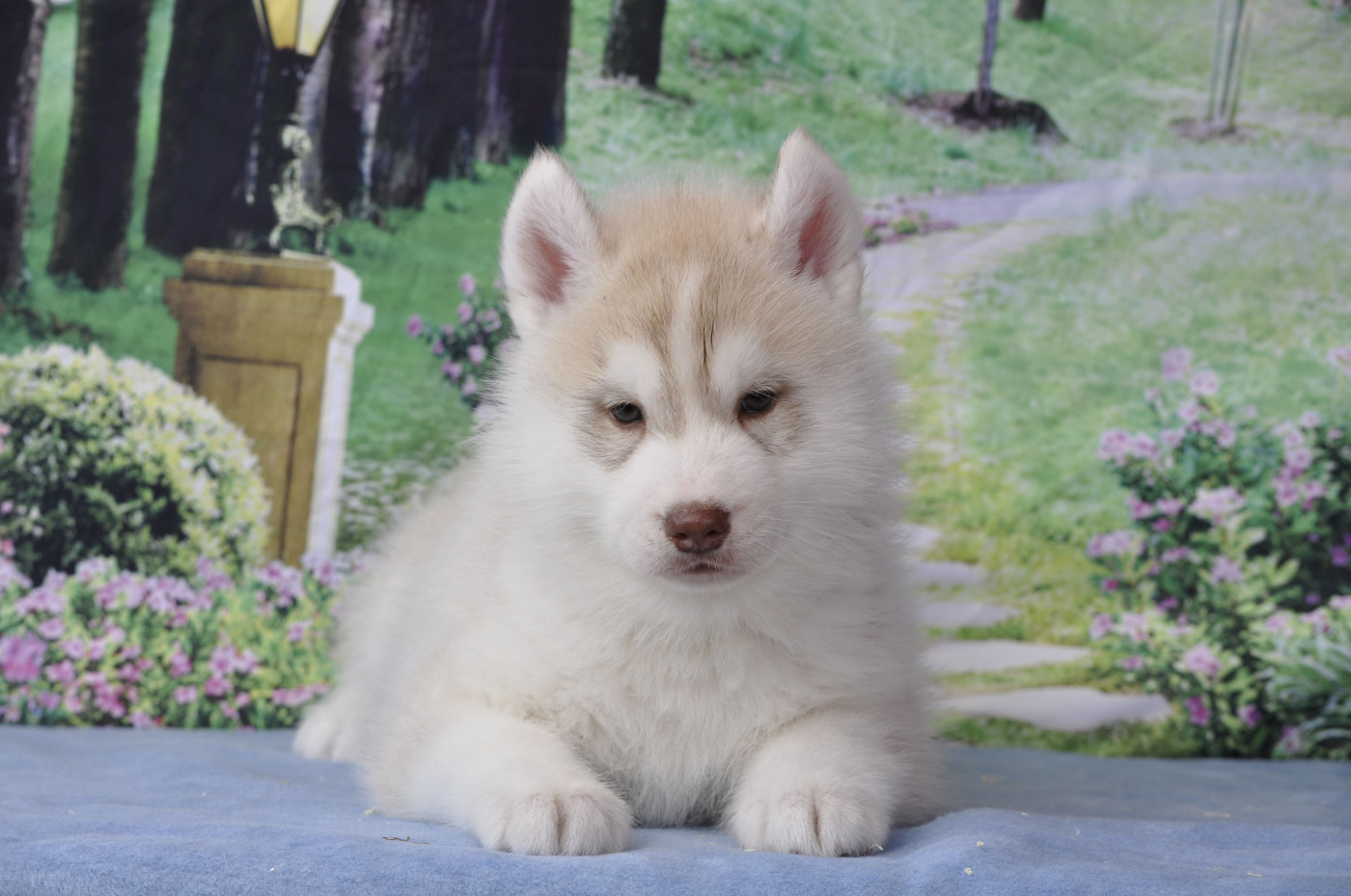 Angel Inside's - Chiots disponibles - Siberian Husky