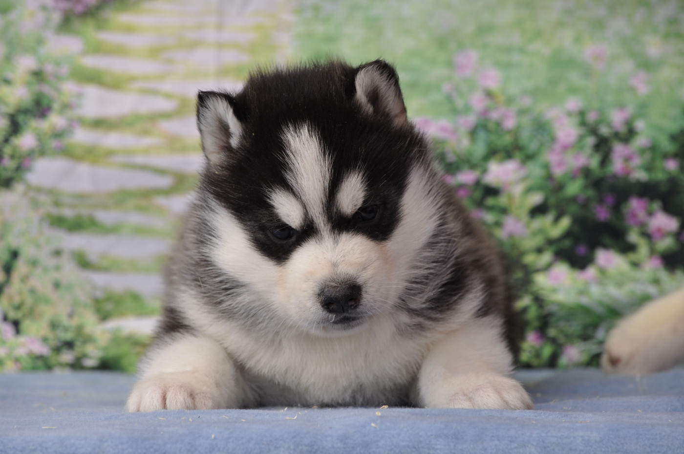Angel Inside's - Chiots disponibles - Siberian Husky