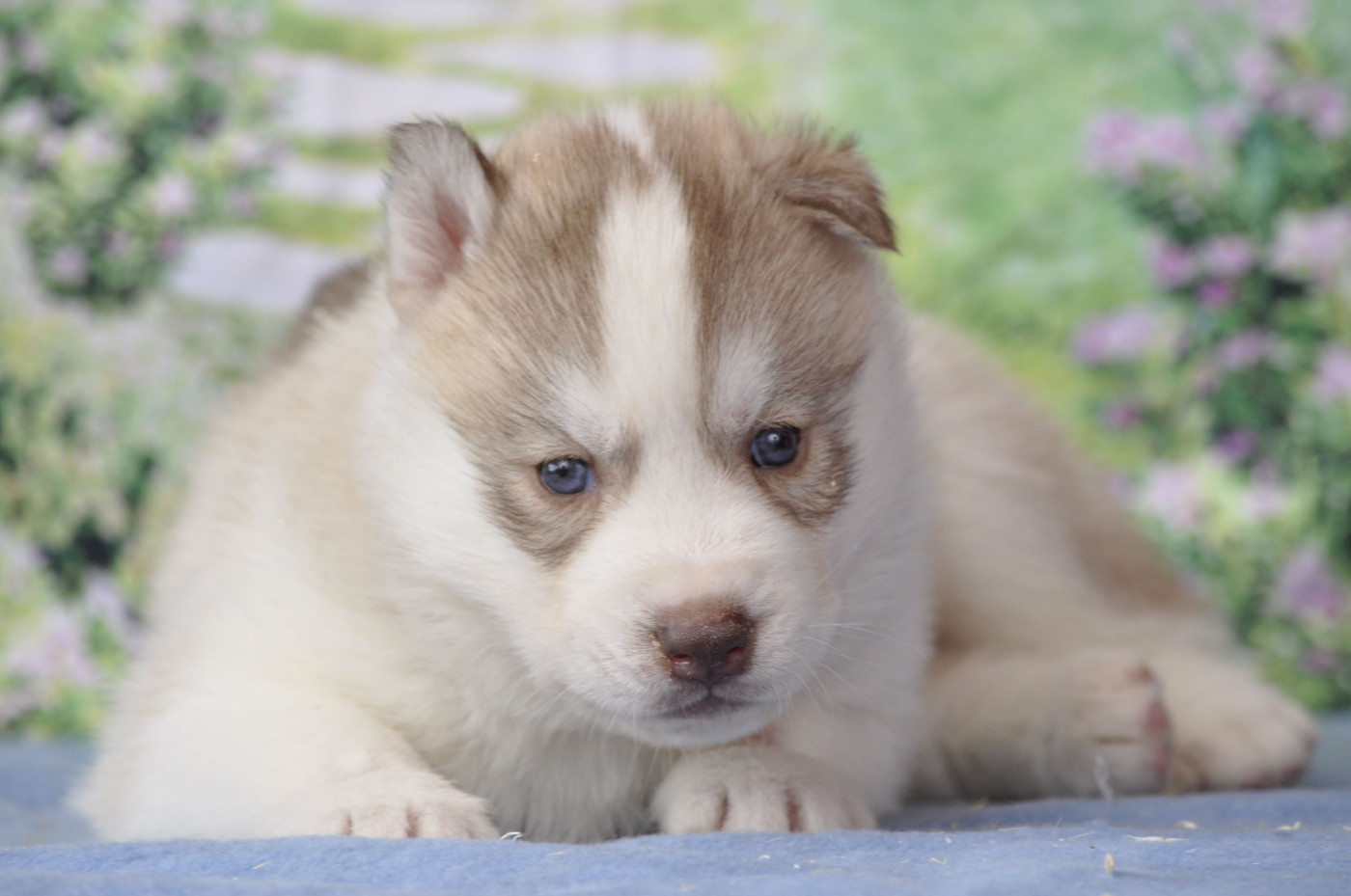 Angel Inside's - Chiots disponibles - Siberian Husky