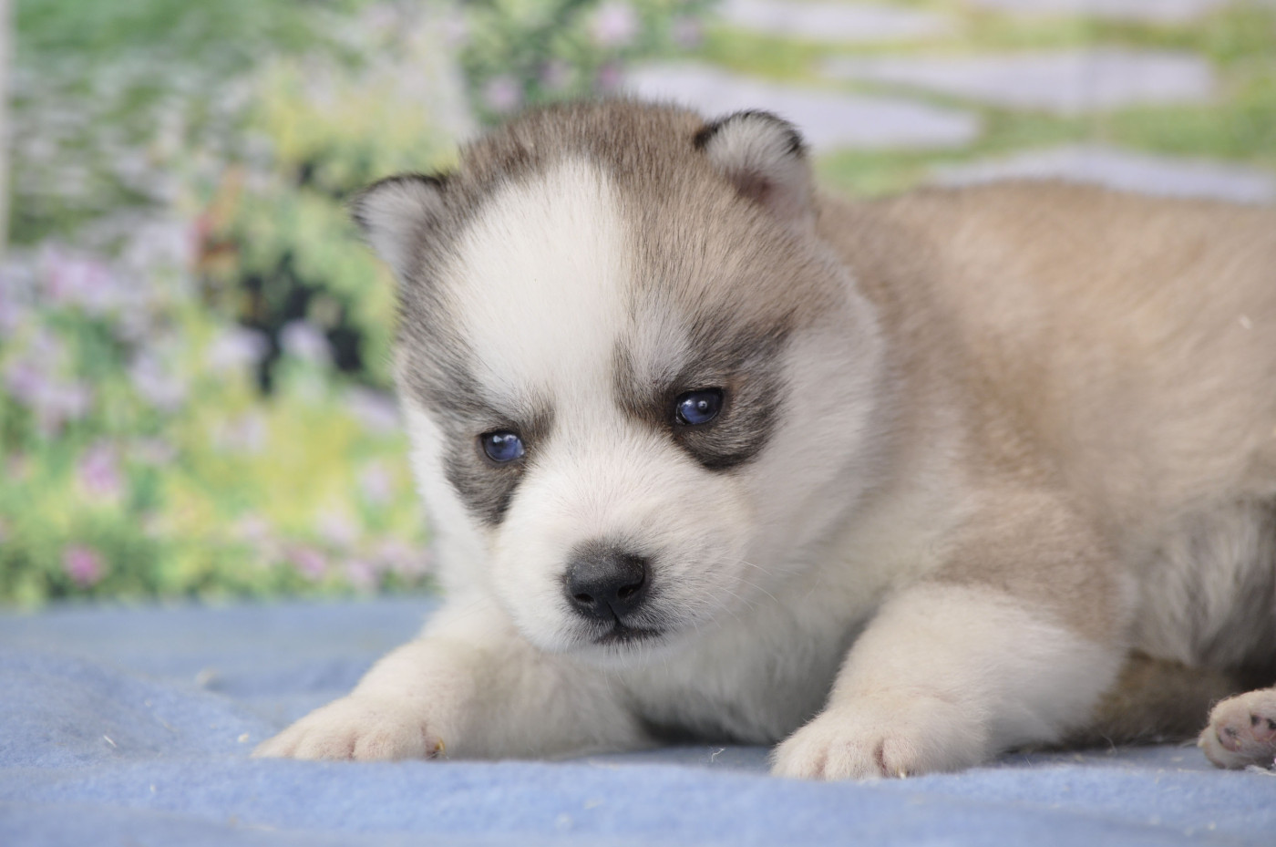 Angel Inside's - Chiots disponibles - Siberian Husky