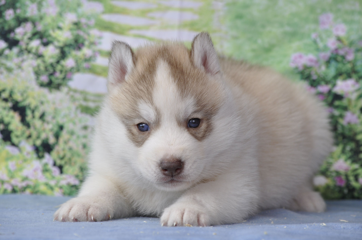 Angel Inside's - Chiots disponibles - Siberian Husky