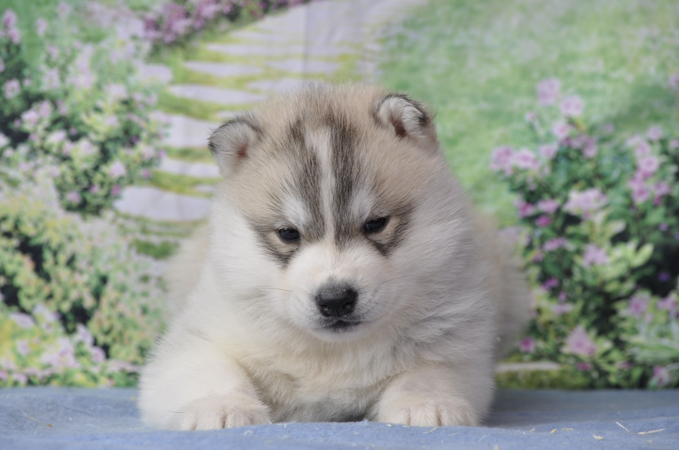 Angel Inside's - Chiots disponibles - Siberian Husky