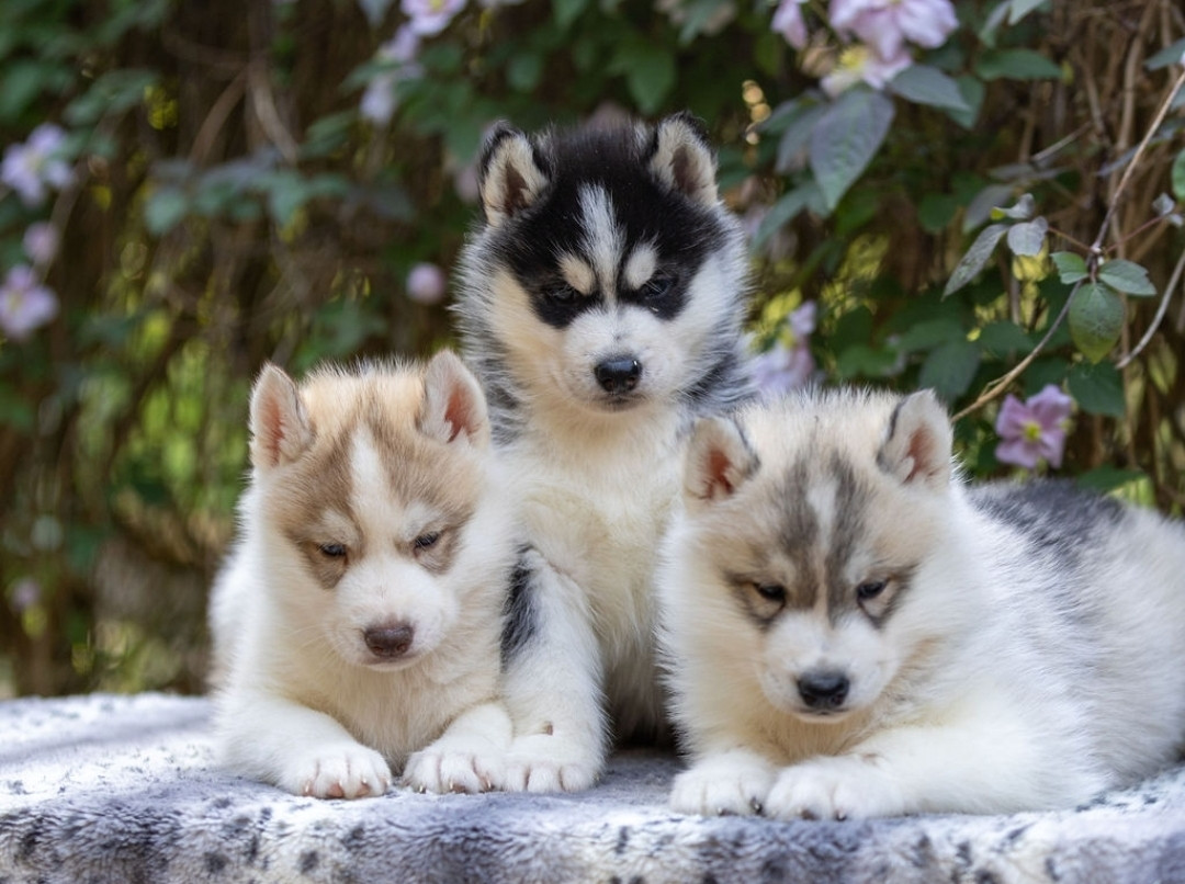 Chiot Siberian Husky Angel Inside's