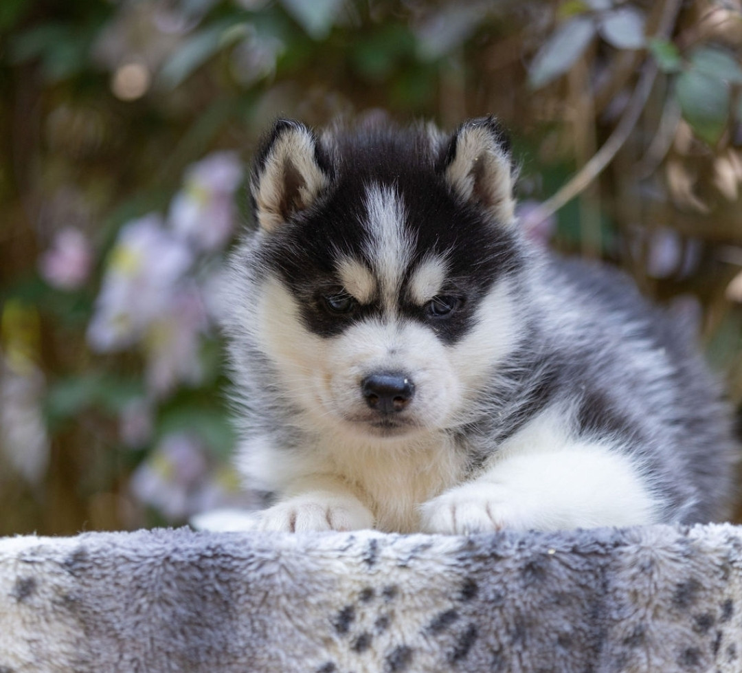 Angel Inside's - Chiots disponibles - Siberian Husky