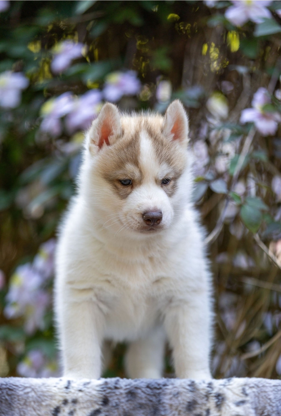 Angel Inside's - Chiots disponibles - Siberian Husky
