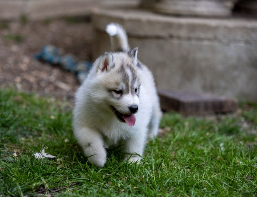 Angel Inside's - Chiots disponibles - Siberian Husky