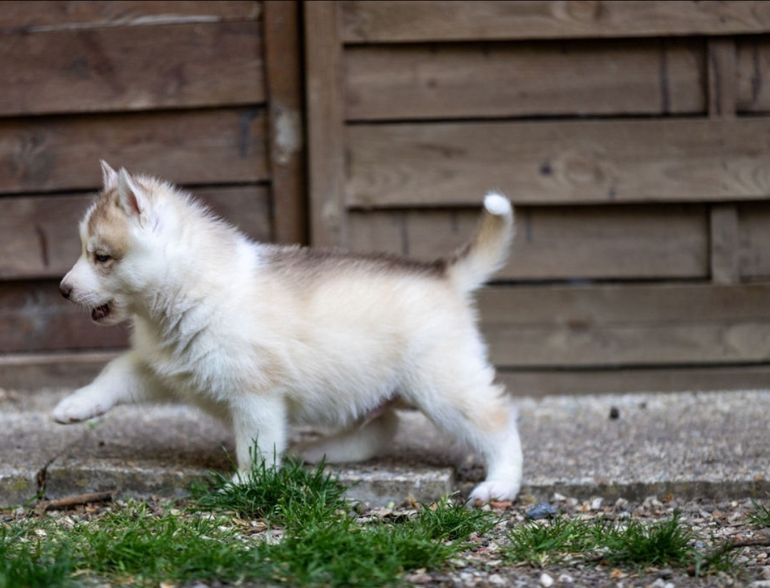 Angel Inside's - Chiots disponibles - Siberian Husky