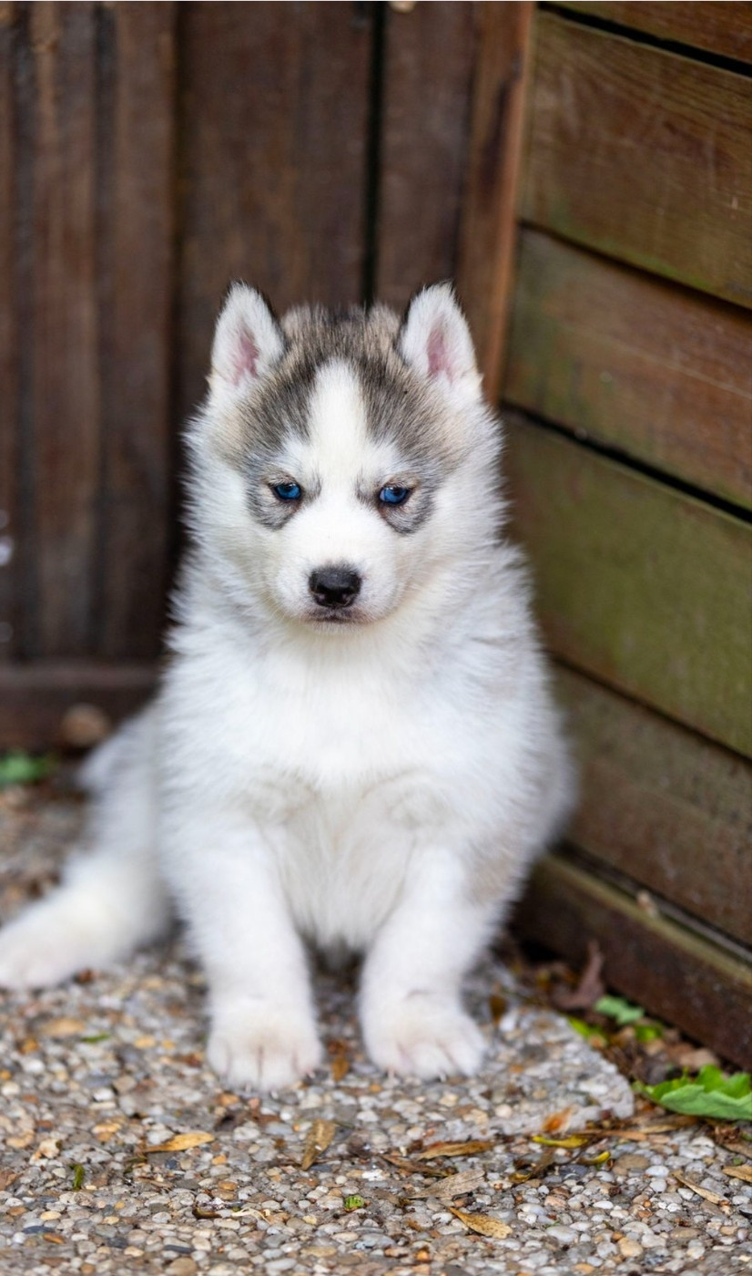 Angel Inside's - Chiots disponibles - Siberian Husky