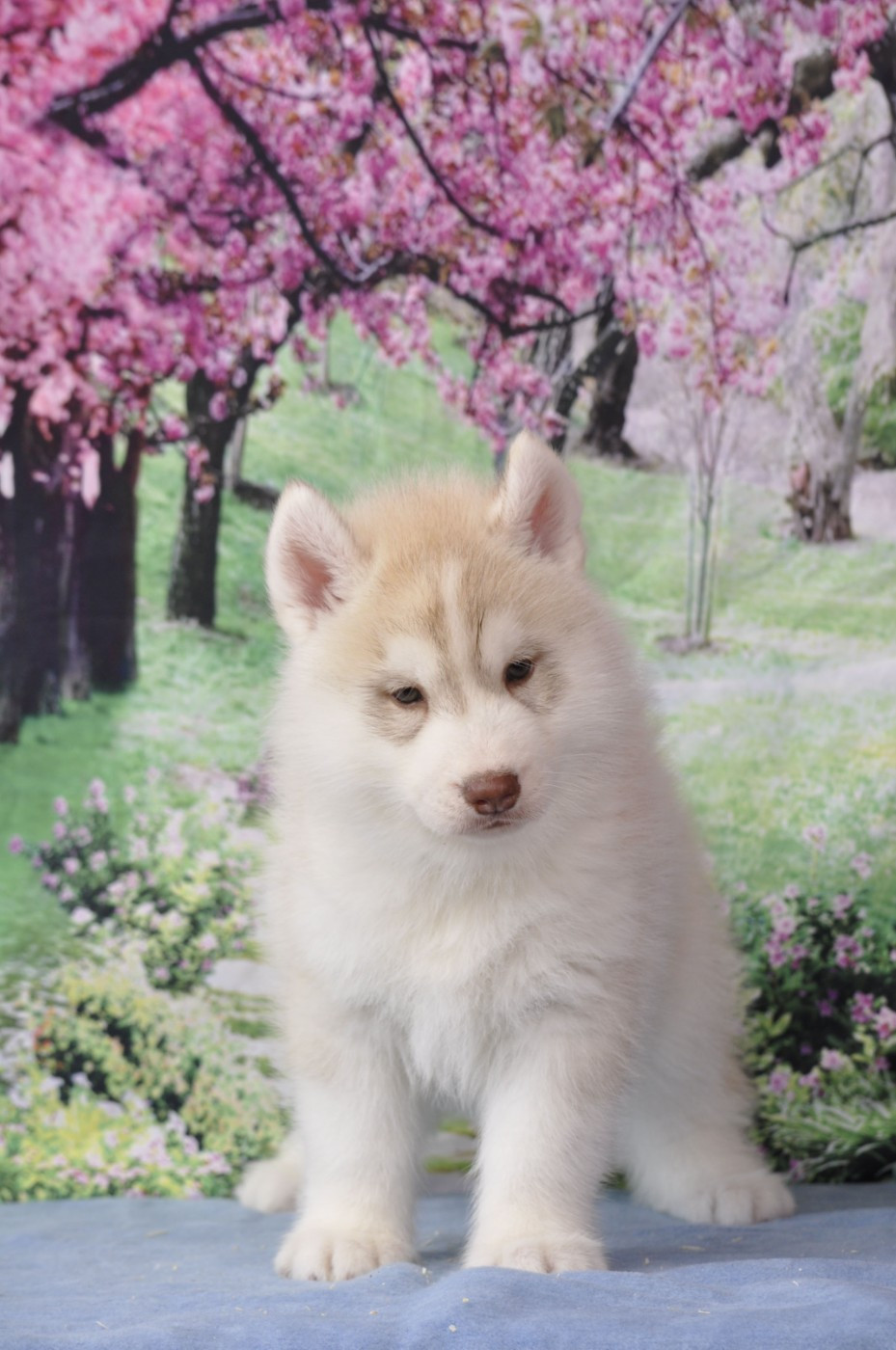 Angel Inside's - Siberian Husky - Portée née le 03/03/2026