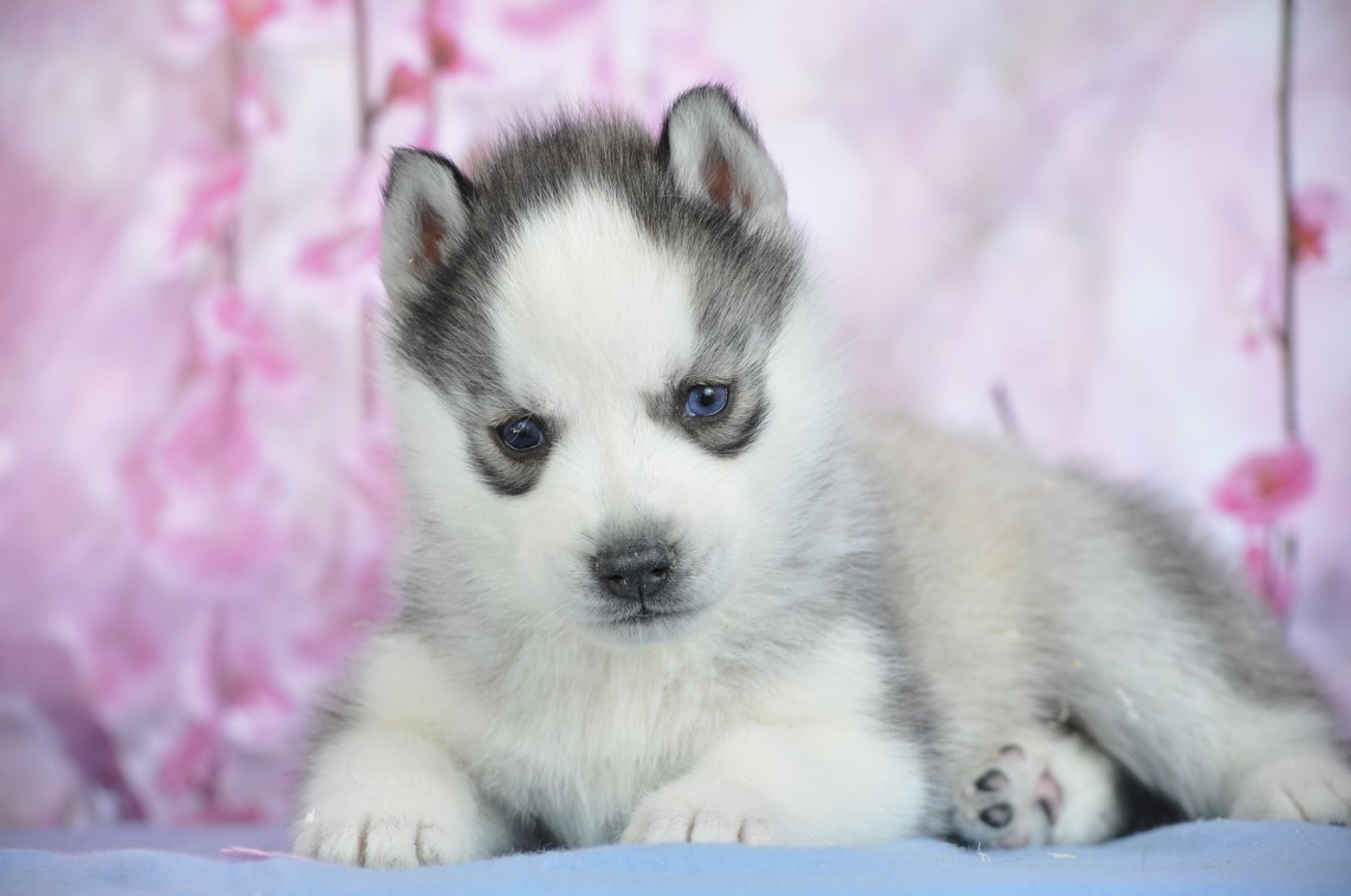 Angel Inside's - Chiots disponibles - Siberian Husky