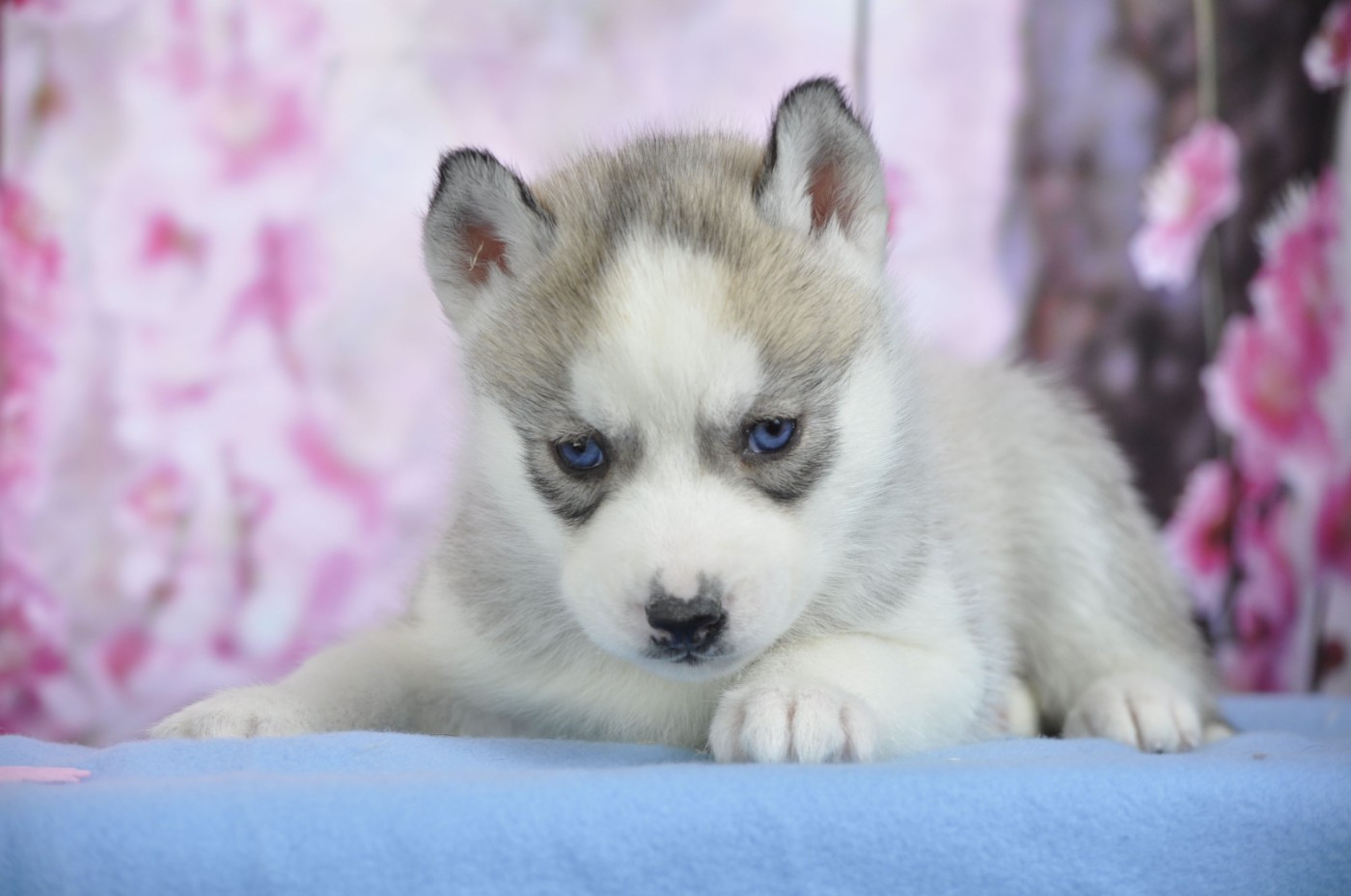 Angel Inside's - Chiots disponibles - Siberian Husky