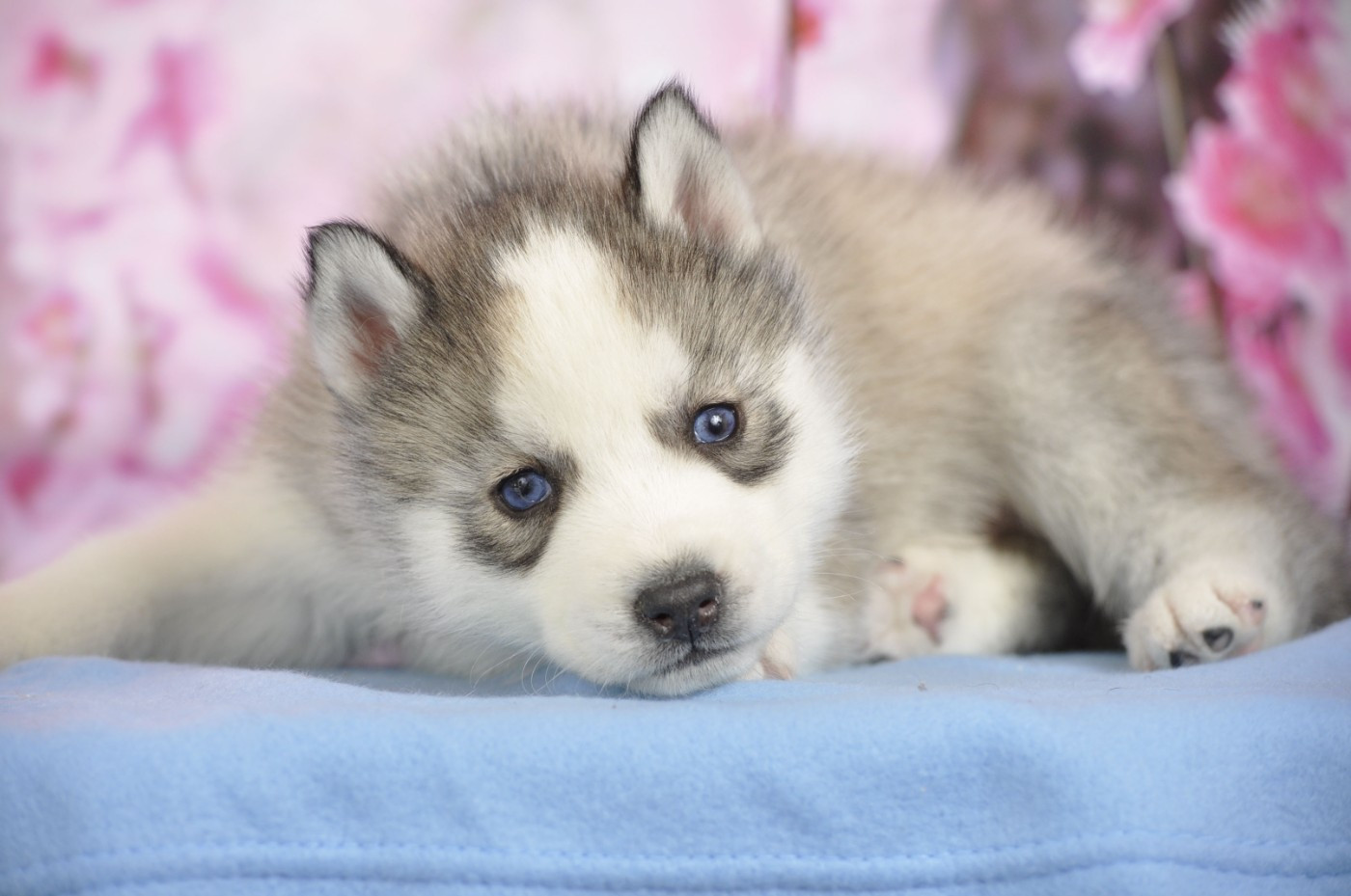 Angel Inside's - Chiots disponibles - Siberian Husky