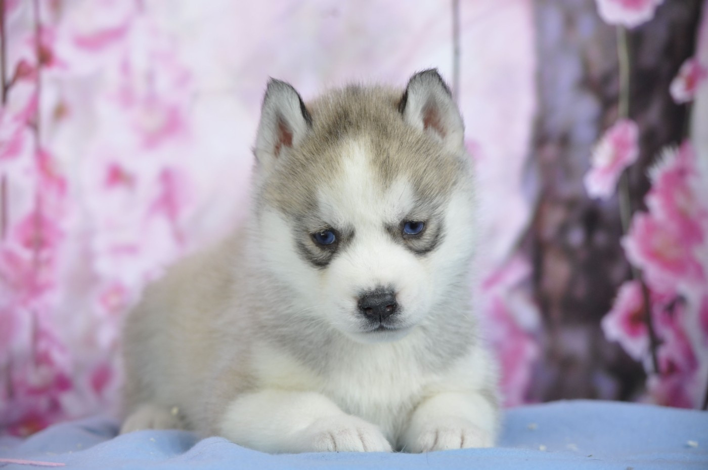 Angel Inside's - Chiots disponibles - Siberian Husky