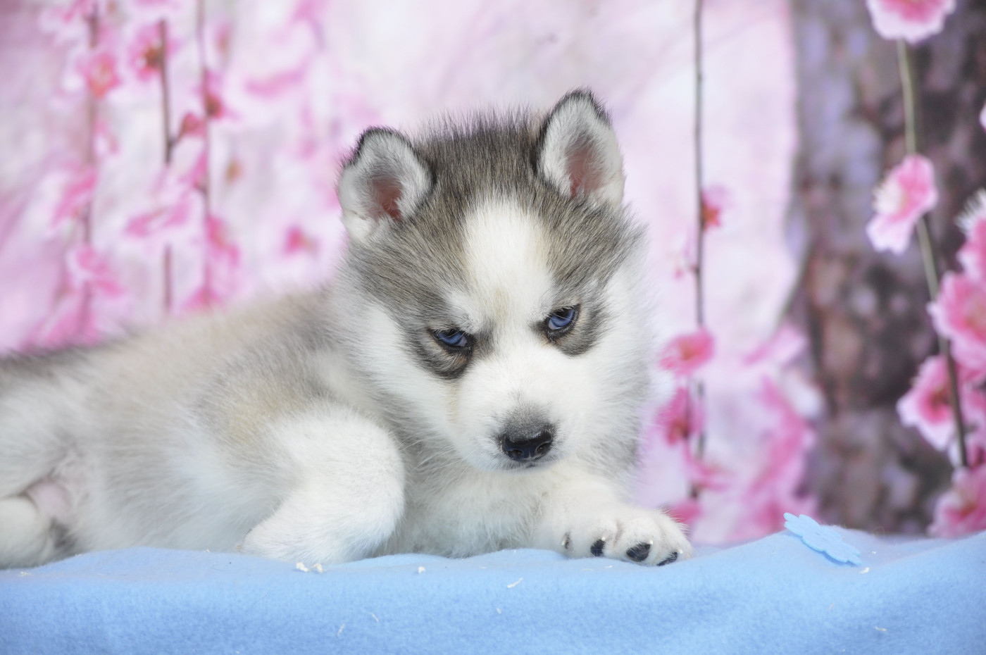 Angel Inside's - Chiots disponibles - Siberian Husky