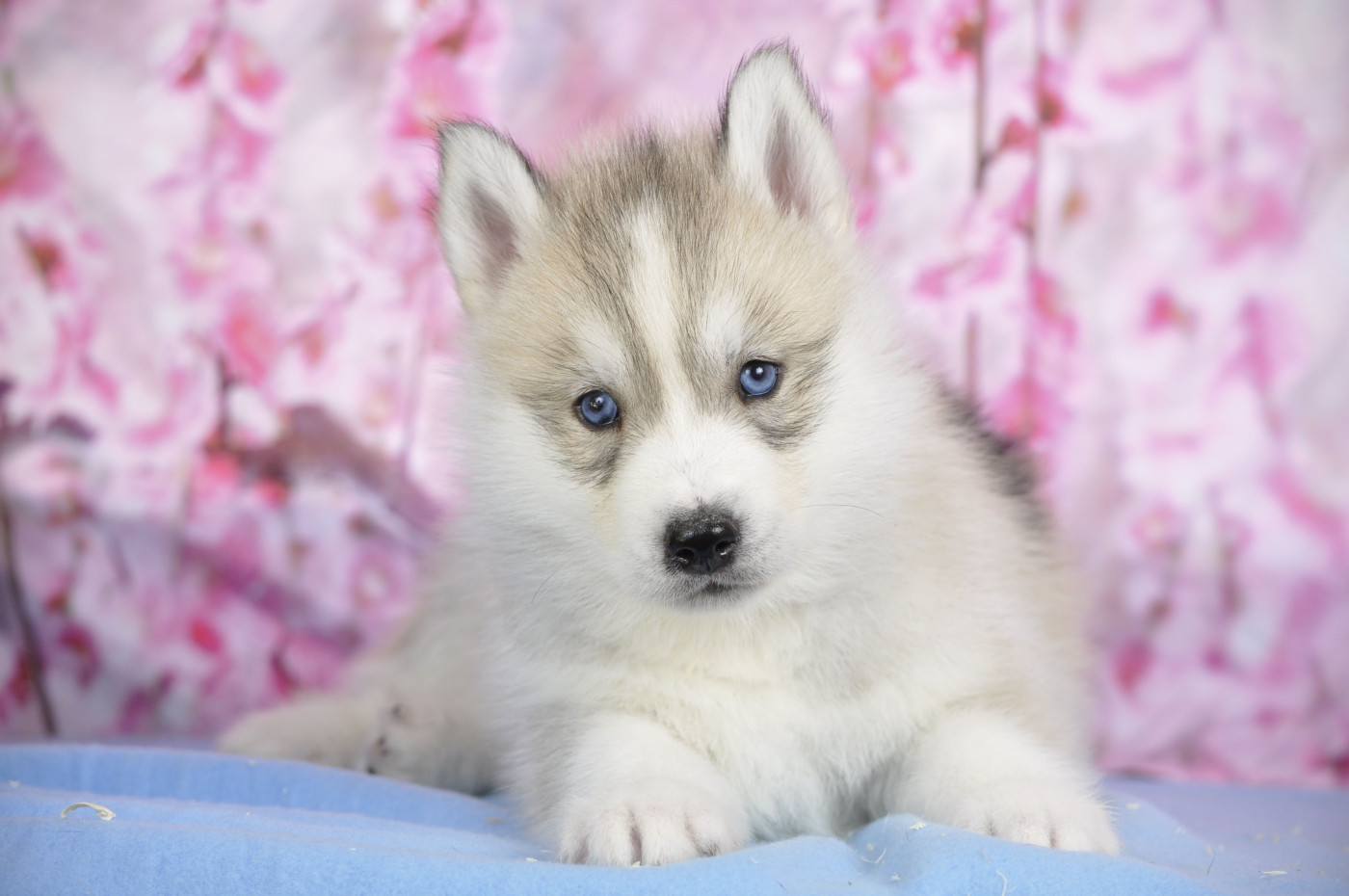 Angel Inside's - Chiots disponibles - Siberian Husky