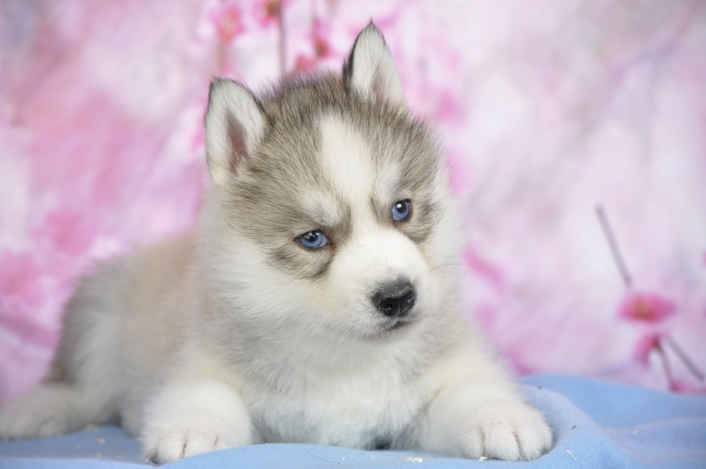 Angel Inside's - Chiots disponibles - Siberian Husky