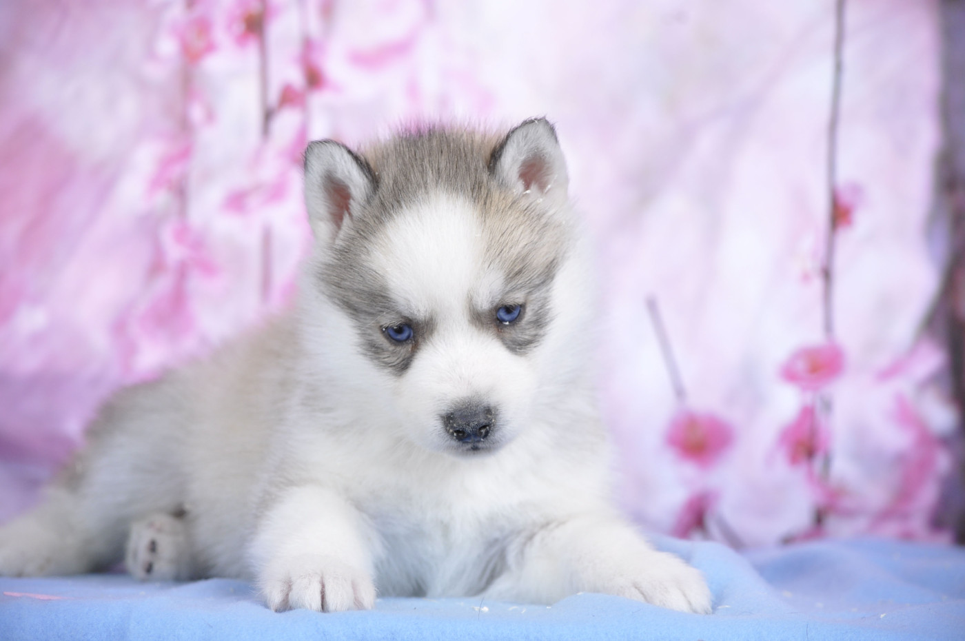 Angel Inside's - Chiots disponibles - Siberian Husky