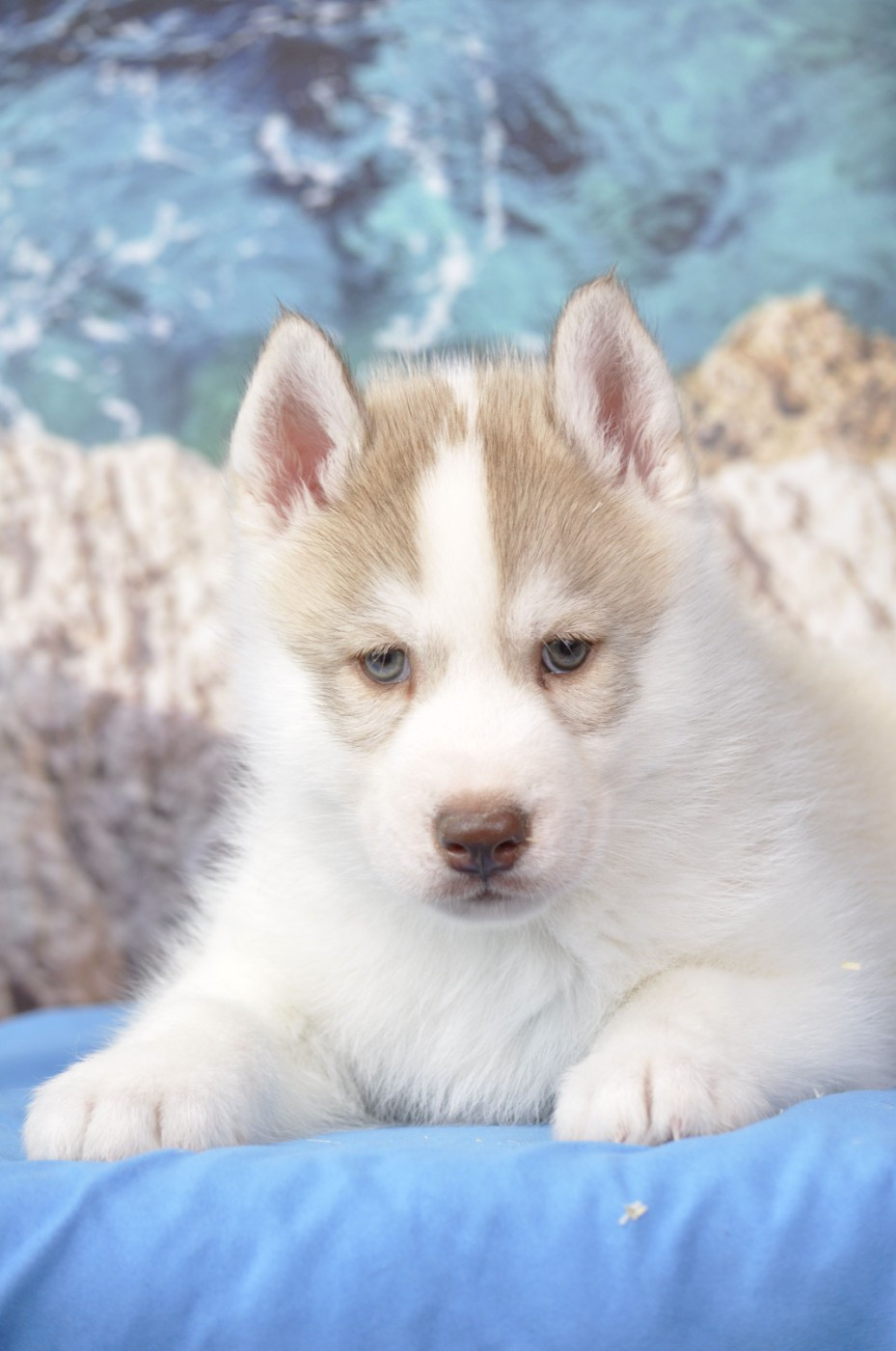 Angel Inside's - Chiots disponibles - Siberian Husky