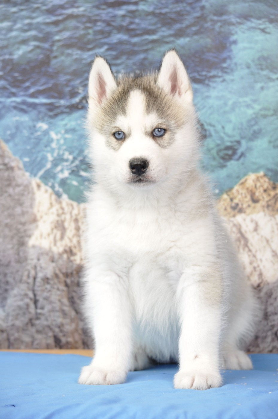 Angel Inside's - Chiots disponibles - Siberian Husky