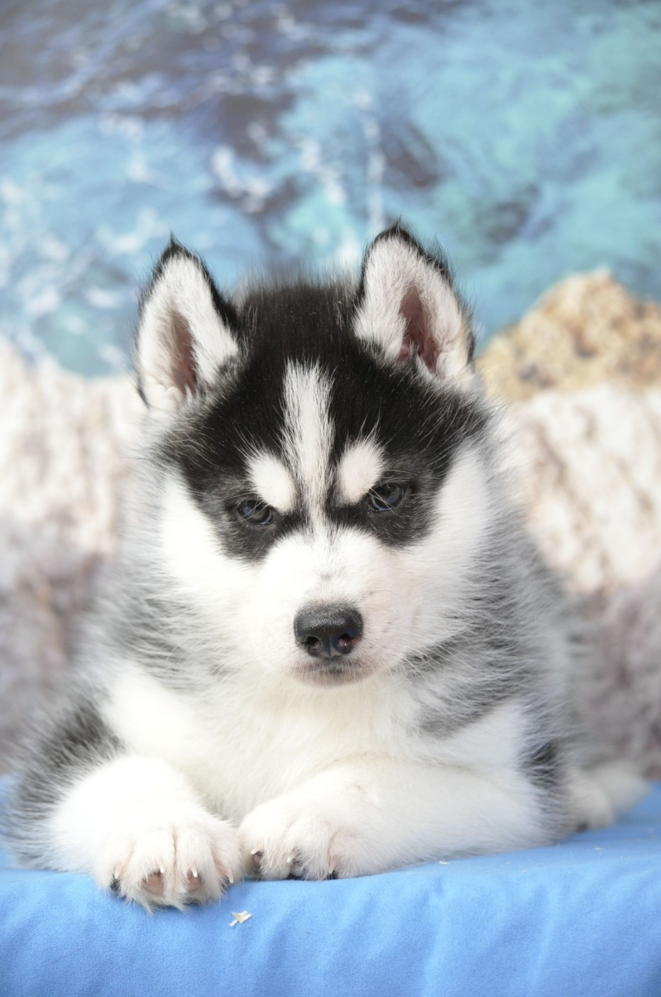 Angel Inside's - Chiots disponibles - Siberian Husky
