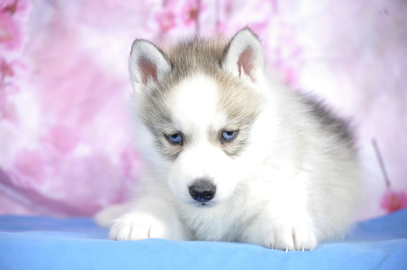 Angel Inside's - Chiots disponibles - Siberian Husky