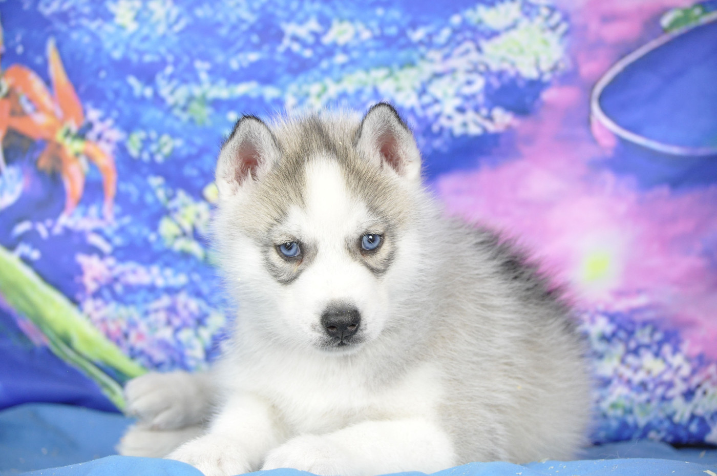 Angel Inside's - Chiots disponibles - Siberian Husky