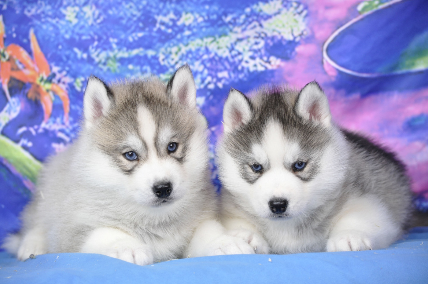 Chiot Siberian Husky Angel Inside's