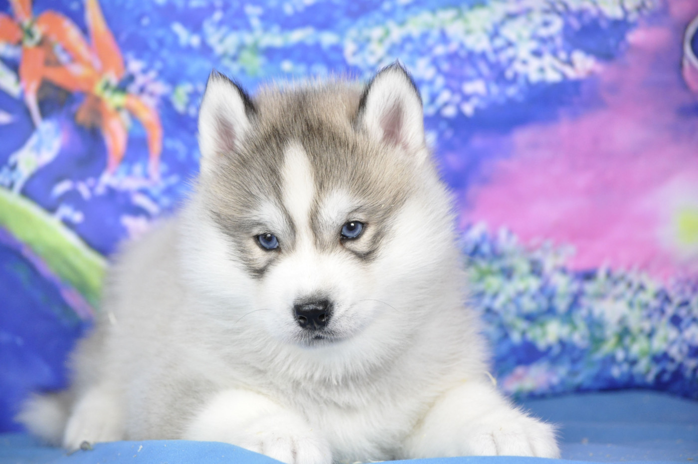 Angel Inside's - Chiots disponibles - Siberian Husky