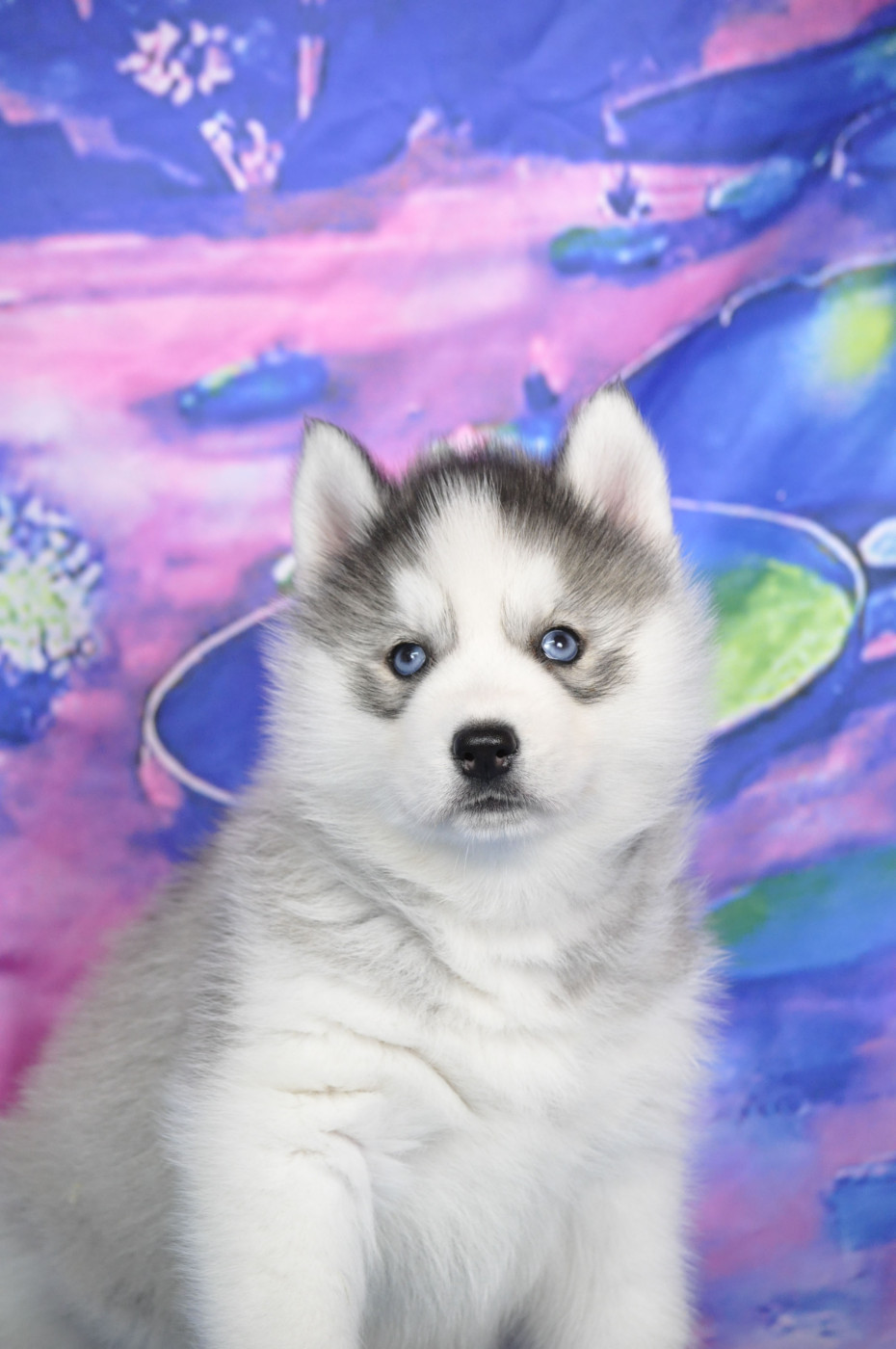 Angel Inside's - Chiots disponibles - Siberian Husky