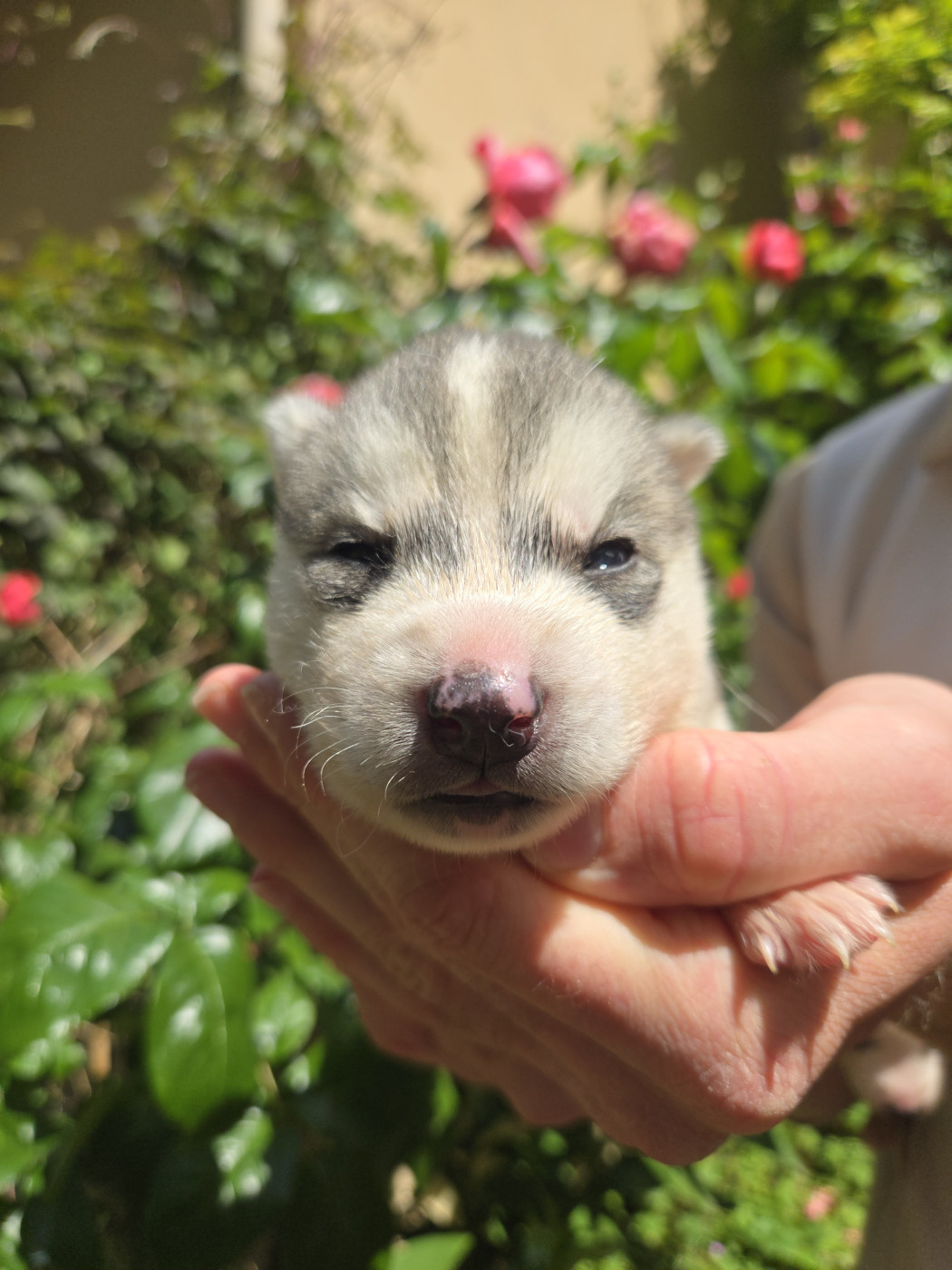 Angel Inside's - Chiots disponibles - Siberian Husky