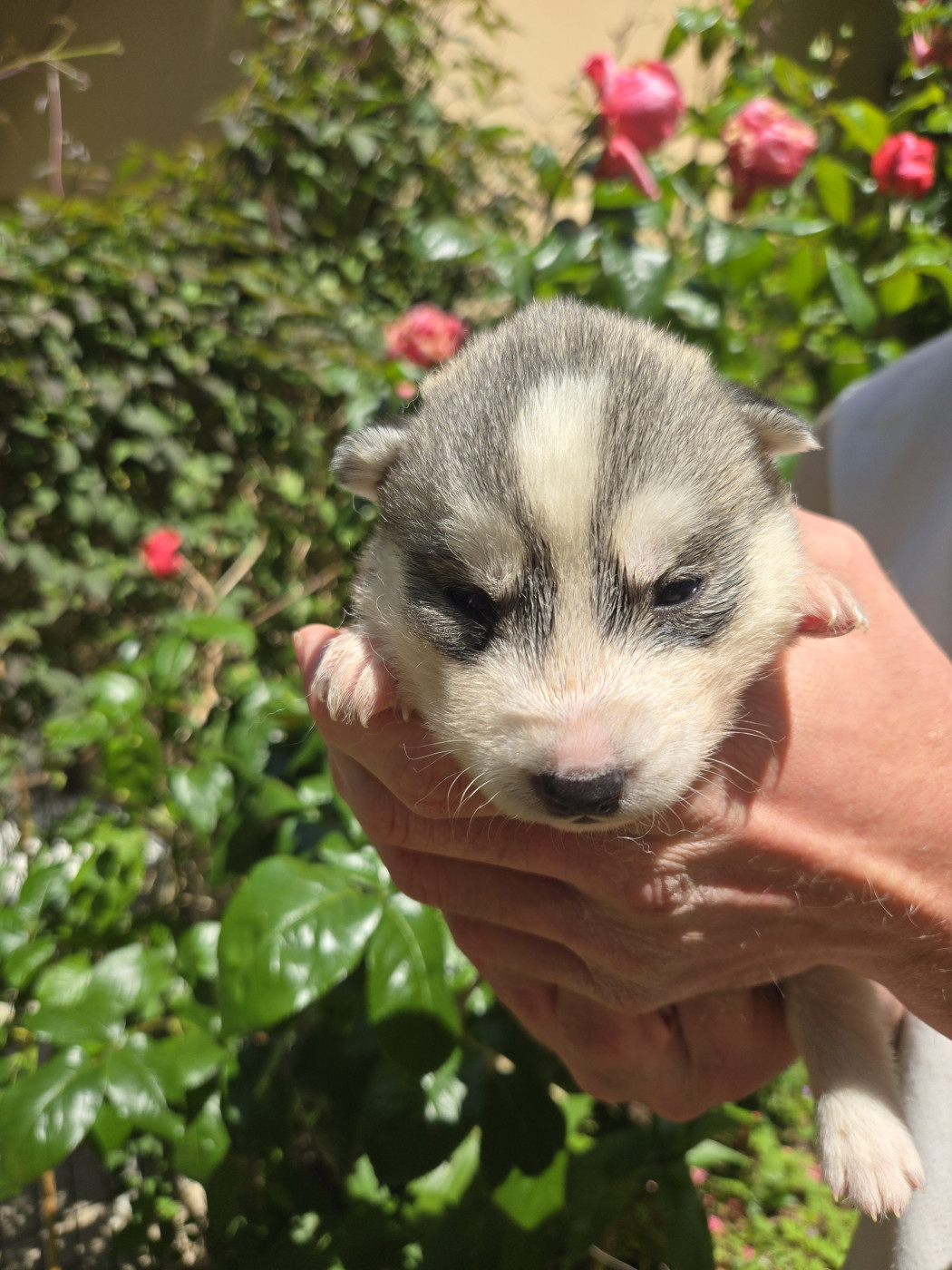 Angel Inside's - Chiots disponibles - Siberian Husky