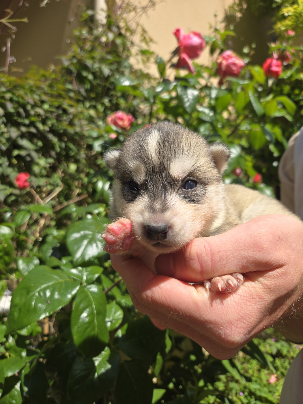 Angel Inside's - Chiots disponibles - Siberian Husky