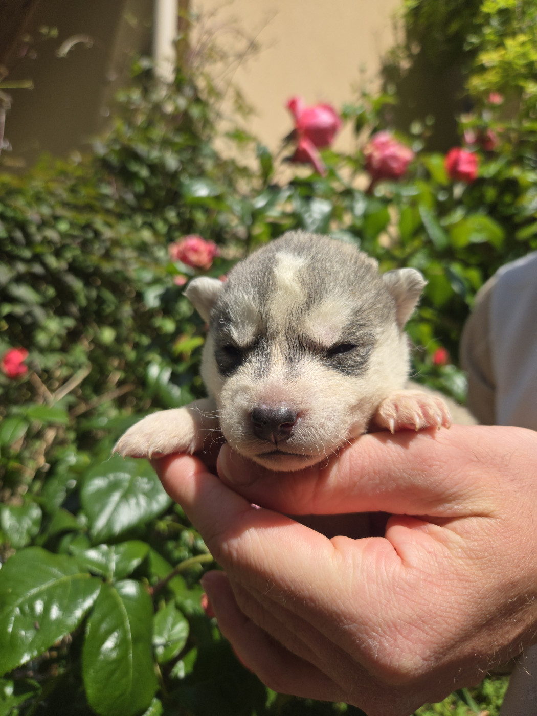 Angel Inside's - Chiots disponibles - Siberian Husky