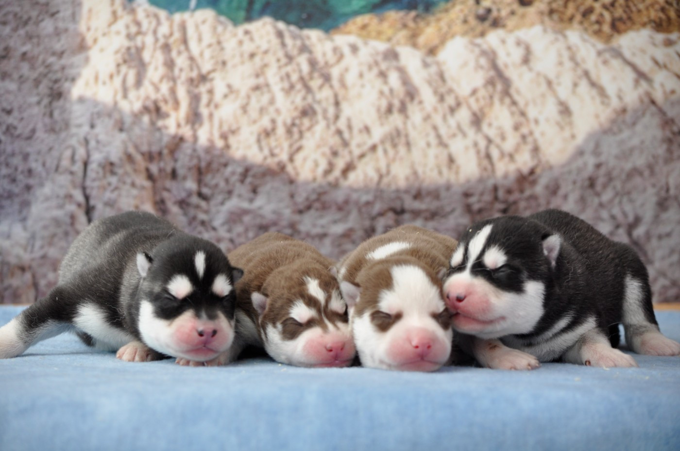 Chiot Siberian Husky Angel Inside's