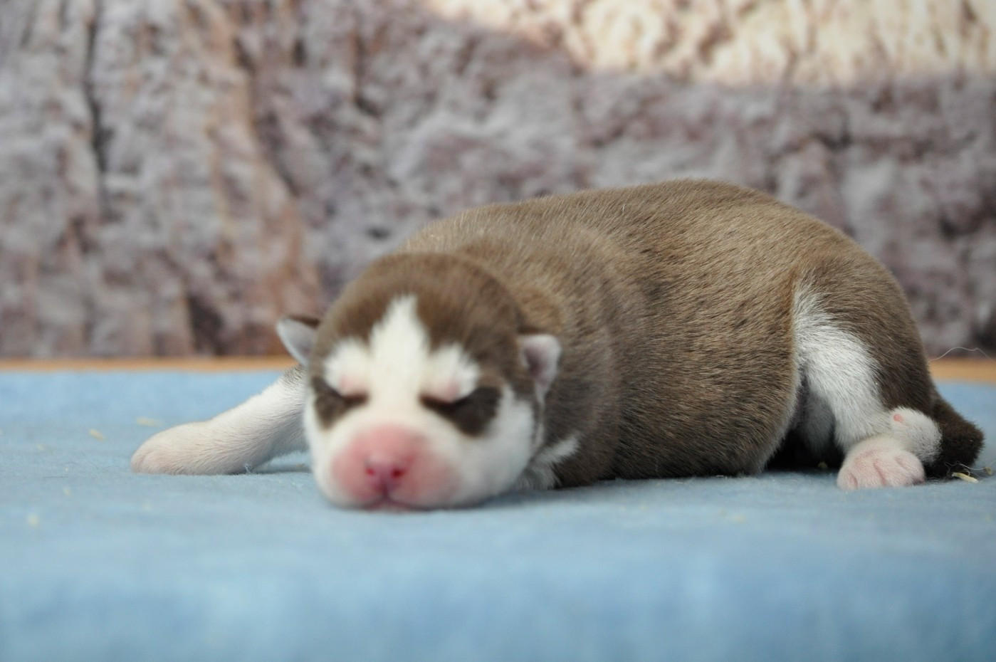 Angel Inside's - Chiots disponibles - Siberian Husky