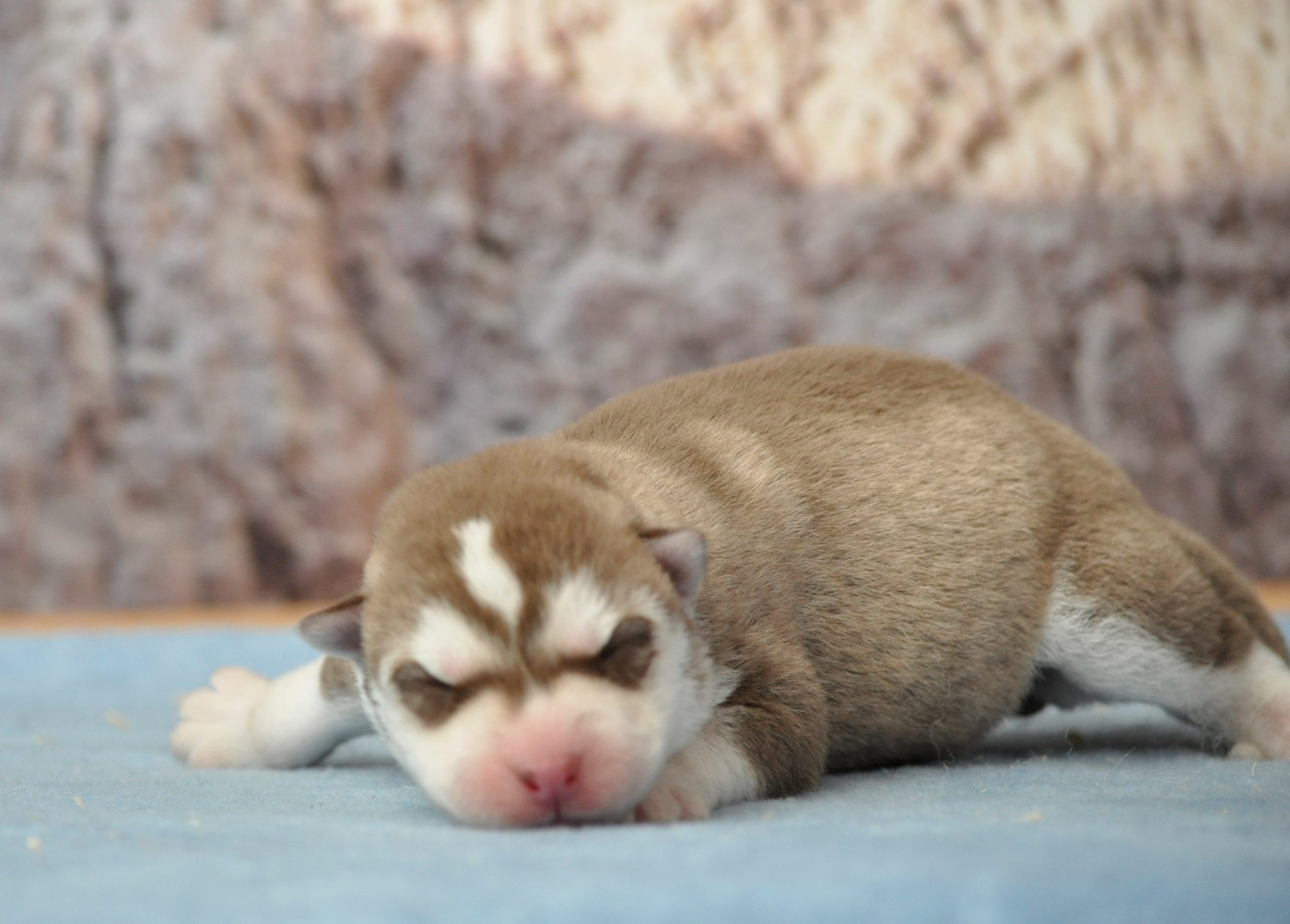 Angel Inside's - Chiots disponibles - Siberian Husky