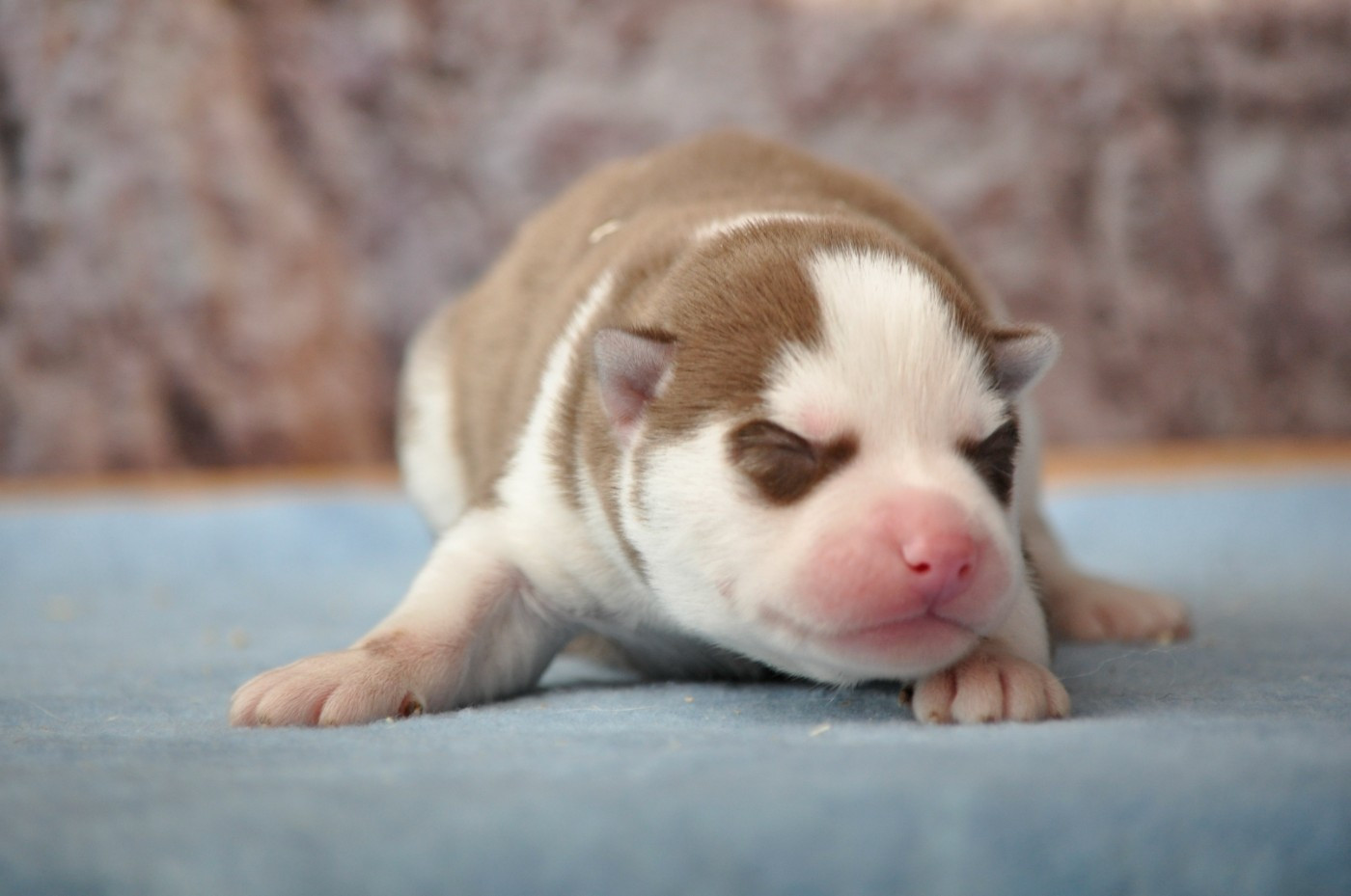 Angel Inside's - Chiots disponibles - Siberian Husky