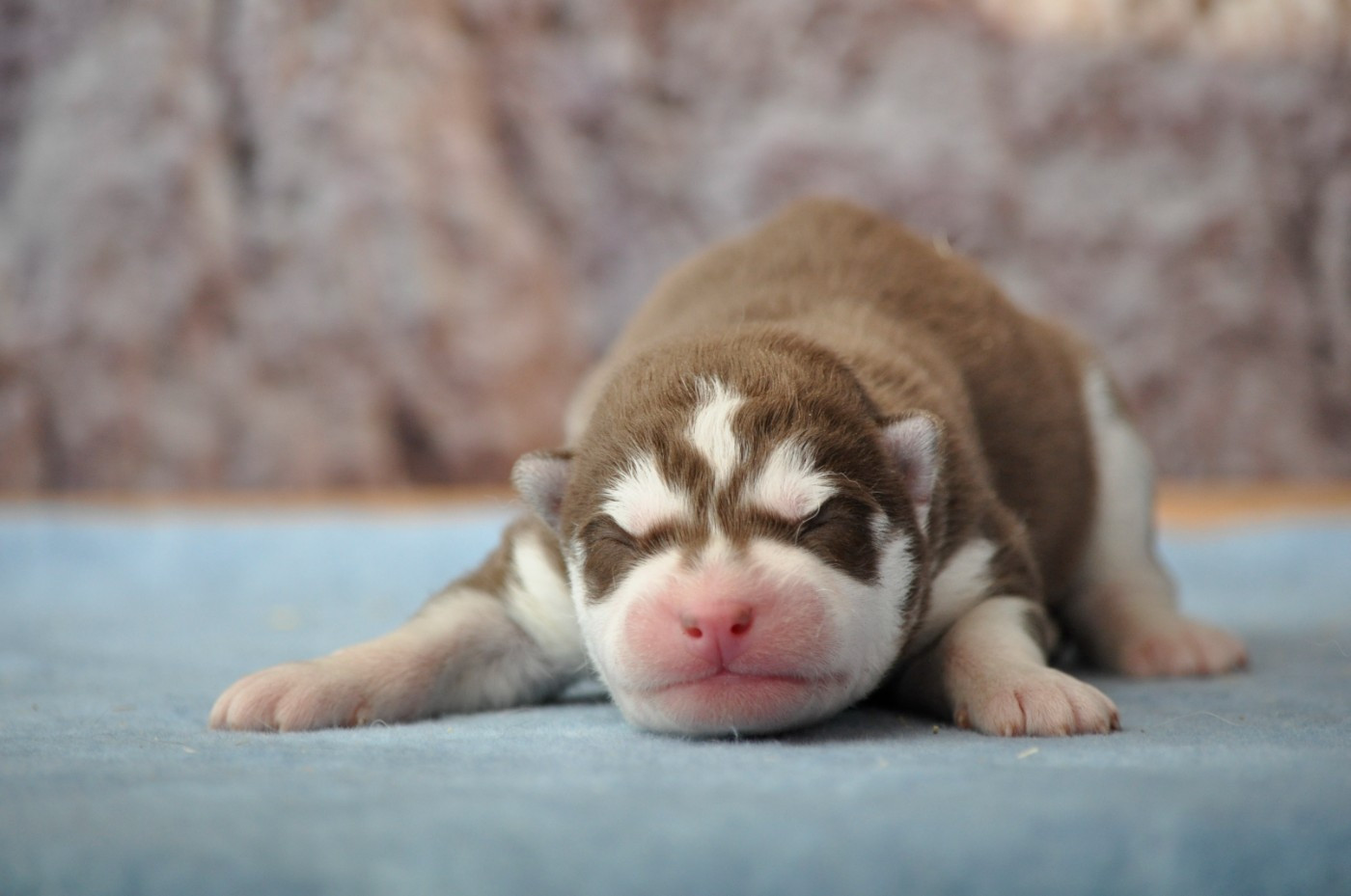 Angel Inside's - Chiots disponibles - Siberian Husky