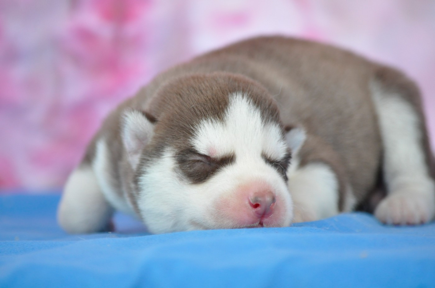 Angel Inside's - Chiots disponibles - Siberian Husky