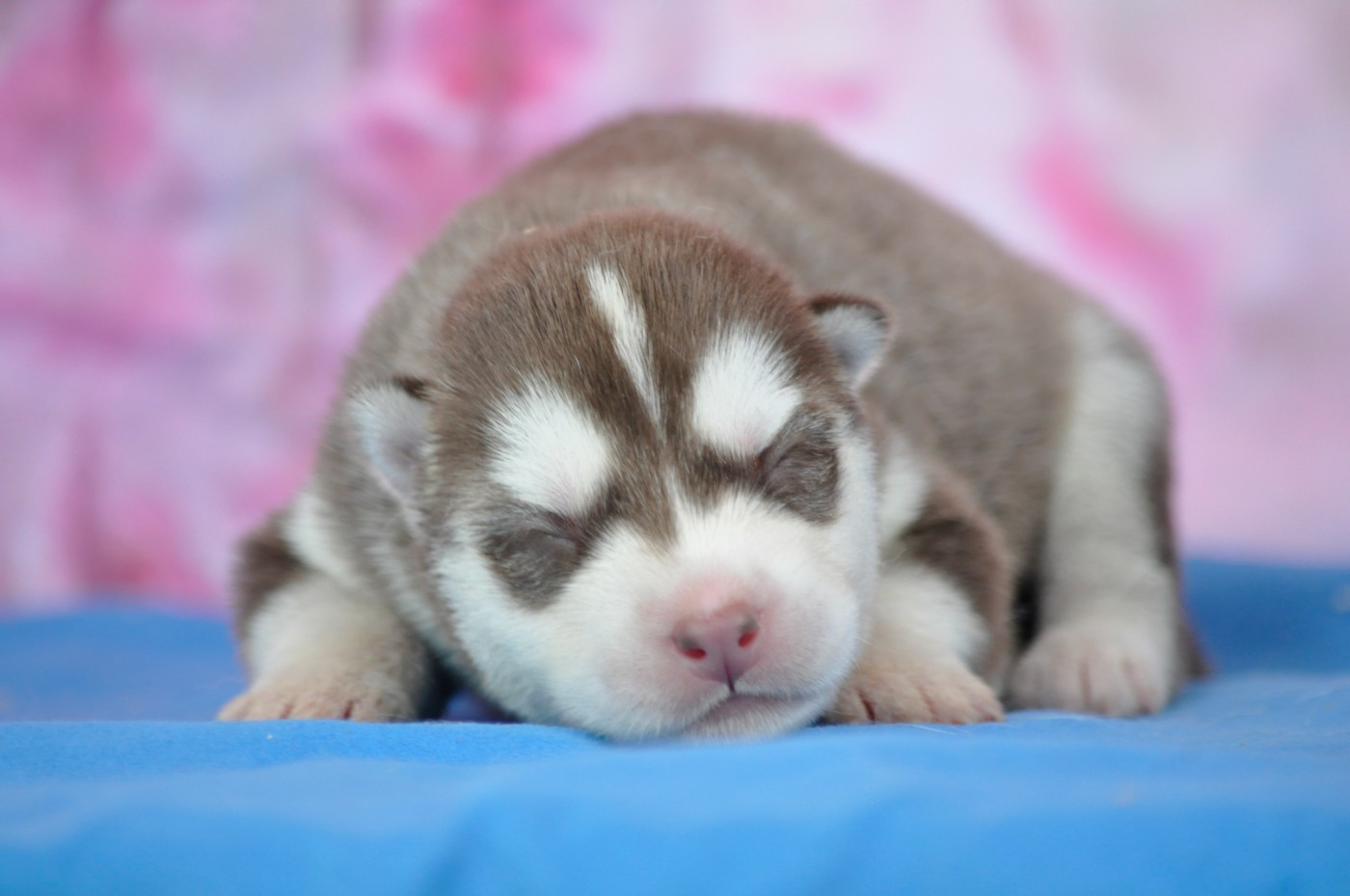 Angel Inside's - Chiots disponibles - Siberian Husky