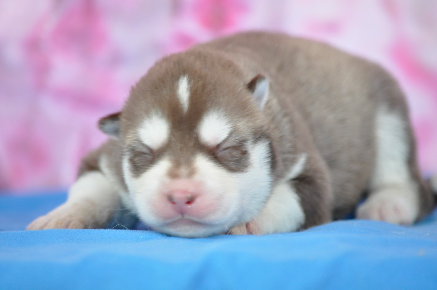 Angel Inside's - Chiots disponibles - Siberian Husky