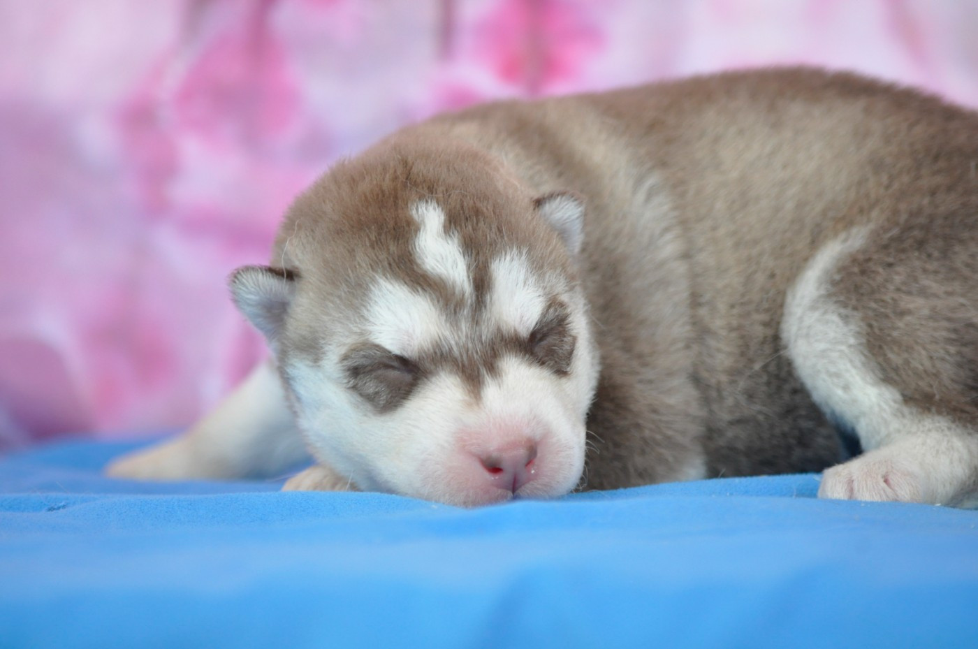 Angel Inside's - Chiots disponibles - Siberian Husky