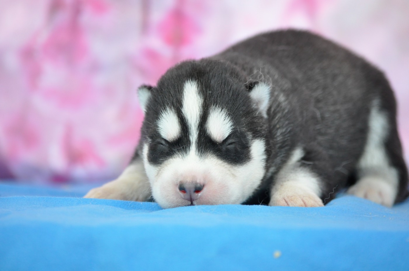 Angel Inside's - Chiots disponibles - Siberian Husky