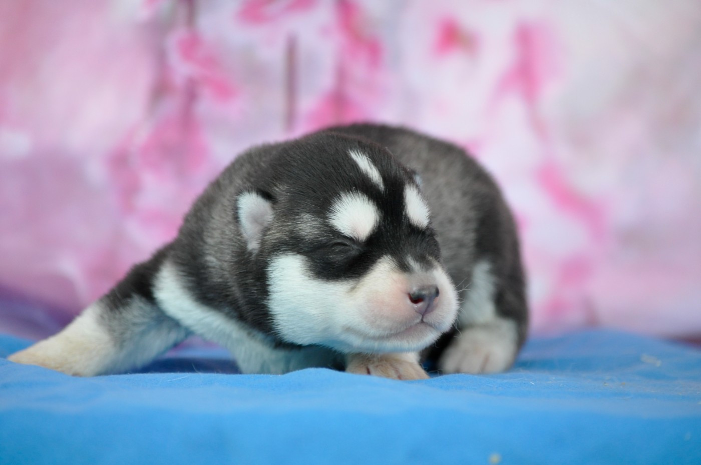 Angel Inside's - Chiots disponibles - Siberian Husky