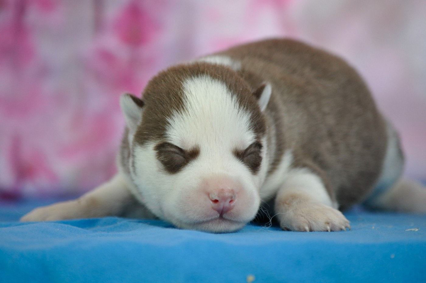 Angel Inside's - Chiots disponibles - Siberian Husky